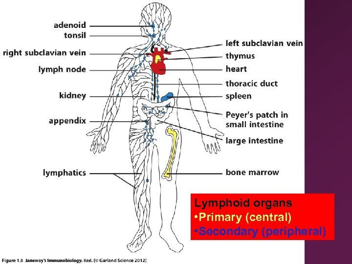 Lymphoid organs • Primary (central) • Secondary (peripheral) 