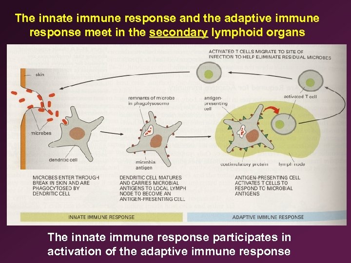 The innate immune response and the adaptive immune response meet in the secondary lymphoid