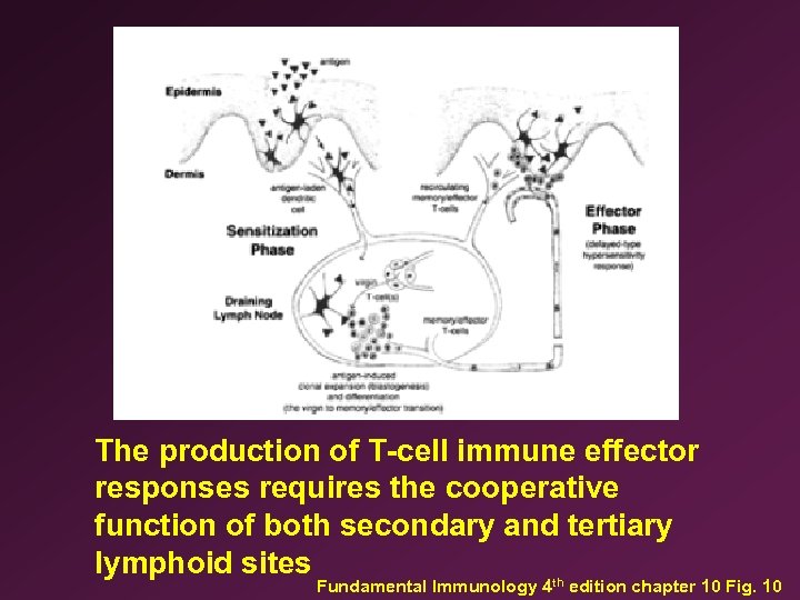4 Anatomy of the Immune System II Immunology