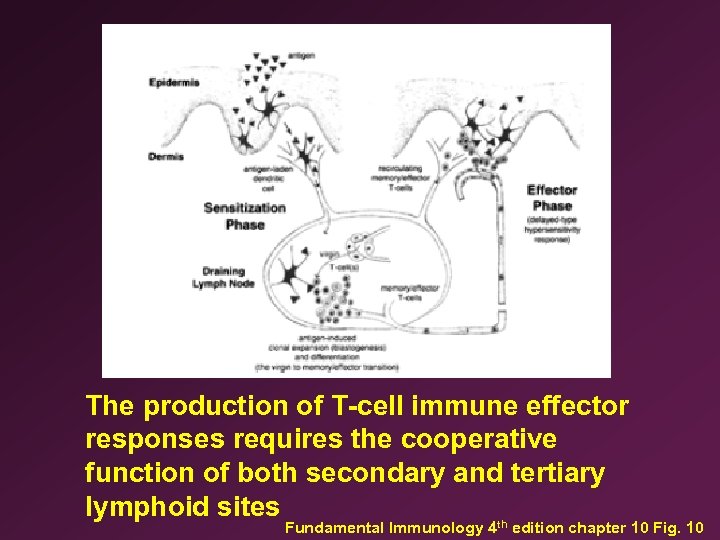 The production of T-cell immune effector responses requires the cooperative function of both secondary