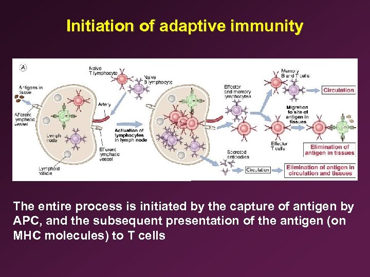 Initiation of adaptive immunity The entire process is initiated by the capture of antigen