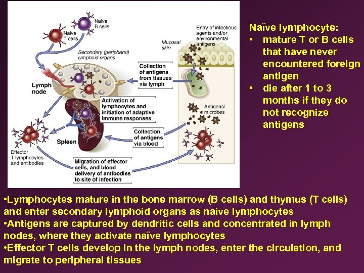 Naïve lymphocyte: • mature T or B cells that have never encountered foreign antigen