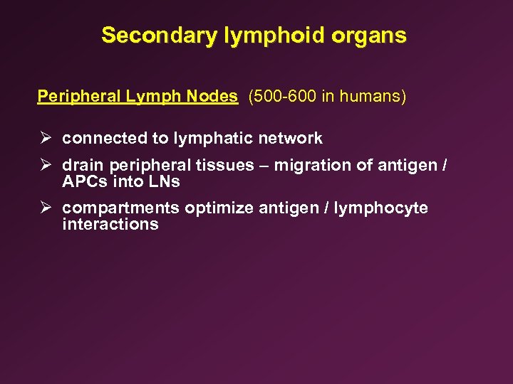 Secondary lymphoid organs Peripheral Lymph Nodes (500 -600 in humans) Ø connected to lymphatic