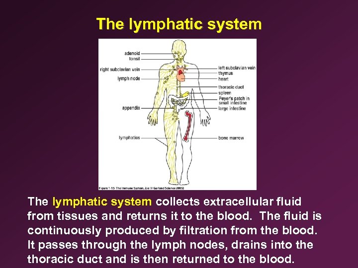 The lymphatic system collects extracellular fluid from tissues and returns it to the blood.