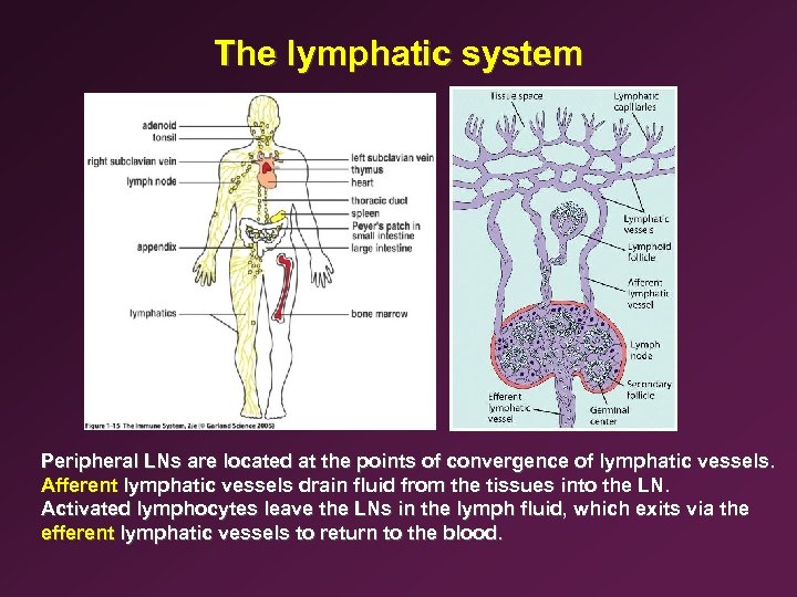 The lymphatic system Peripheral LNs are located at the points of convergence of lymphatic