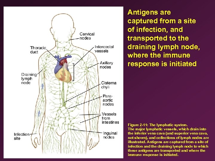 Antigens are captured from a site of infection, and transported to the draining lymph