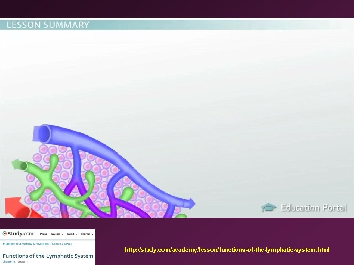 http: //study. com/academy/lesson/functions-of-the-lymphatic-system. html 