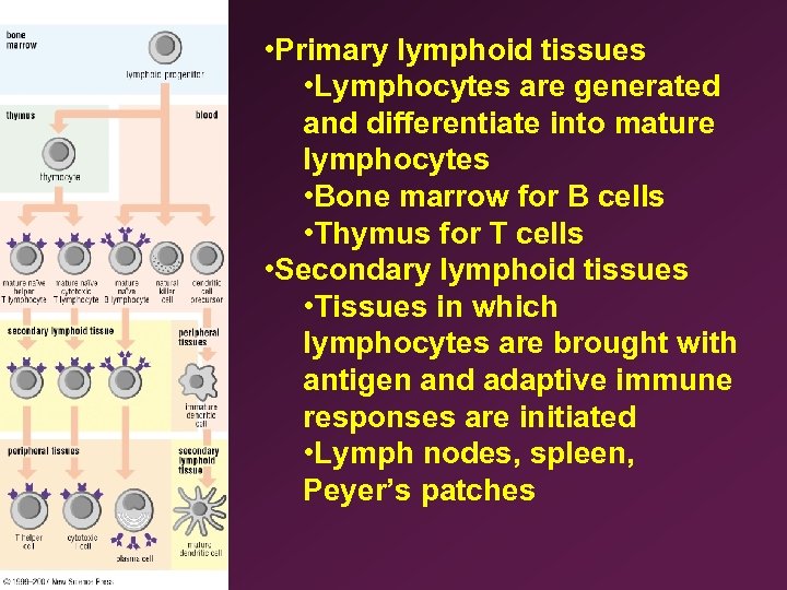  • Primary lymphoid tissues • Lymphocytes are generated and differentiate into mature lymphocytes