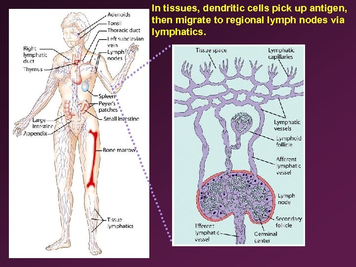 In tissues, dendritic cells pick up antigen, then migrate to regional lymph nodes via