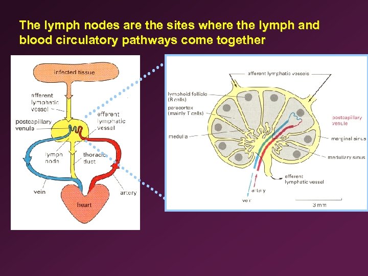 The lymph nodes are the sites where the lymph and blood circulatory pathways come