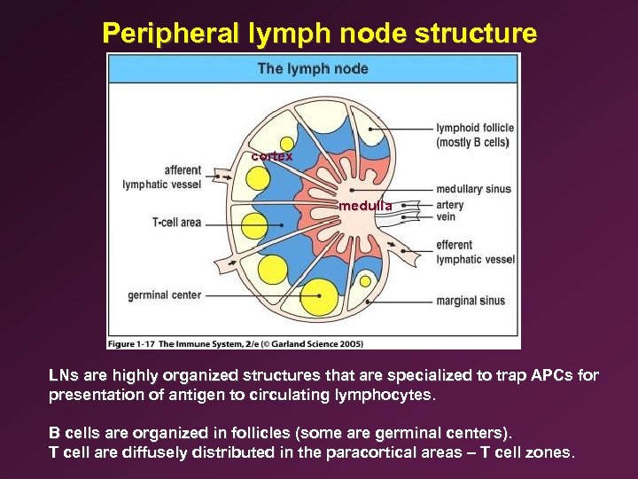 Peripheral lymph node structure cortex medulla LNs are highly organized structures that are specialized