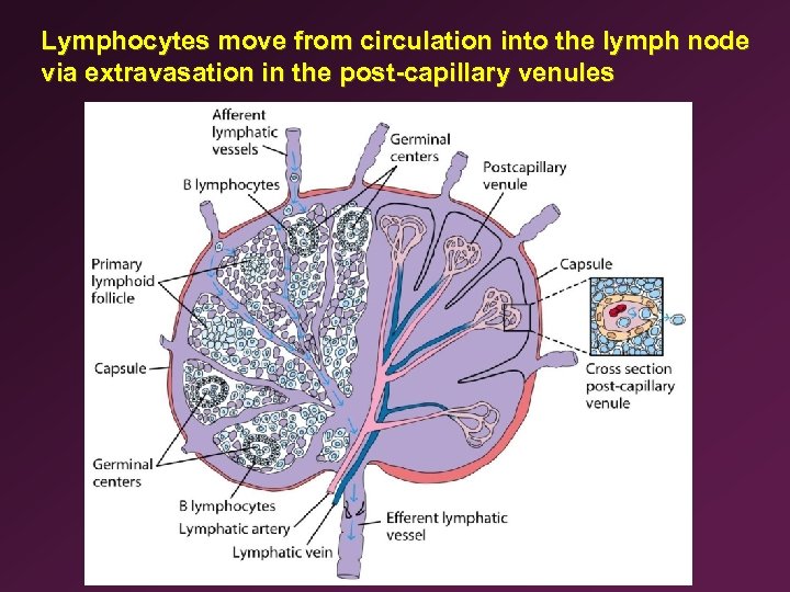 Lymphocytes move from circulation into the lymph node via extravasation in the post-capillary venules