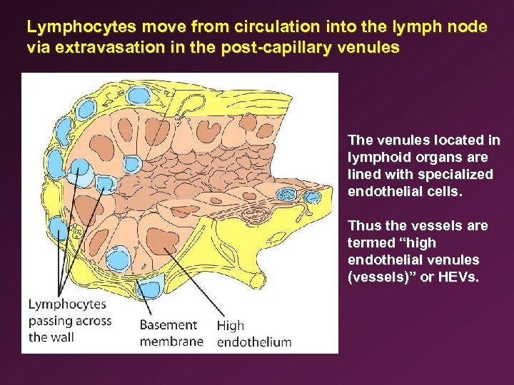 Lymphocytes move from circulation into the lymph node via extravasation in the post-capillary venules