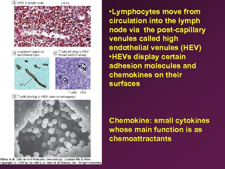  • Lymphocytes move from circulation into the lymph node via the post-capillary venules