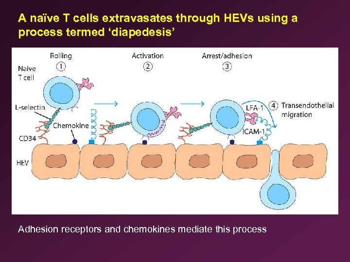 A naïve T cells extravasates through HEVs using a process termed ‘diapedesis’ Adhesion receptors