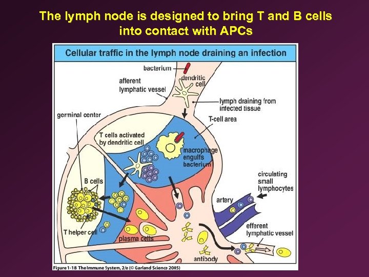 The lymph node is designed to bring T and B cells into contact with