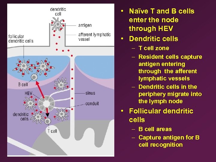  • Naïve T and B cells enter the node through HEV • Dendritic