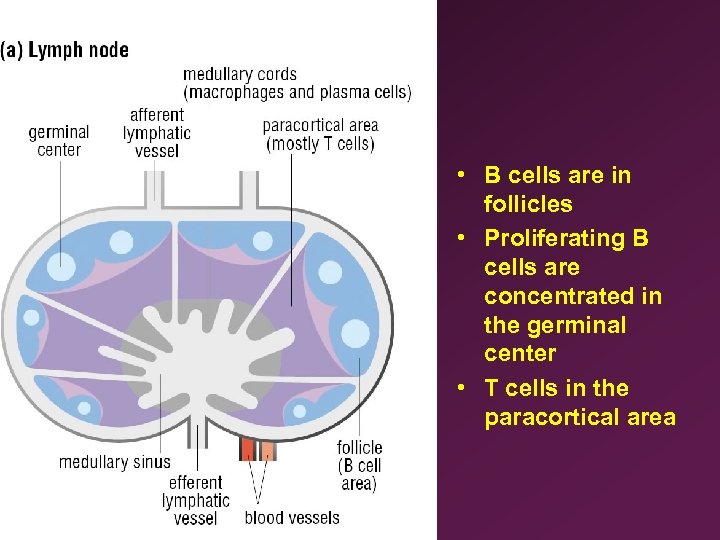  • B cells are in follicles • Proliferating B cells are concentrated in