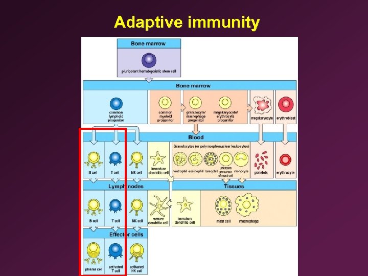 Adaptive immunity 