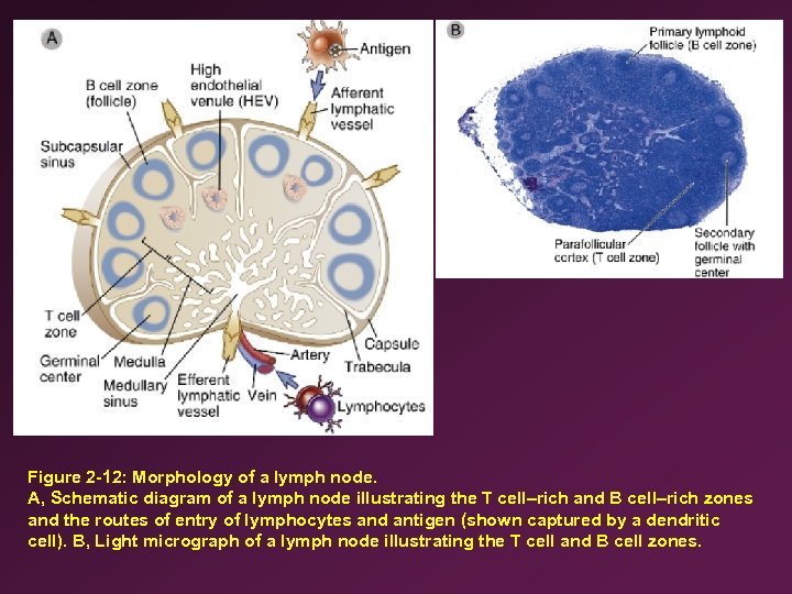 Figure 2 -12: Morphology of a lymph node. A, Schematic diagram of a lymph