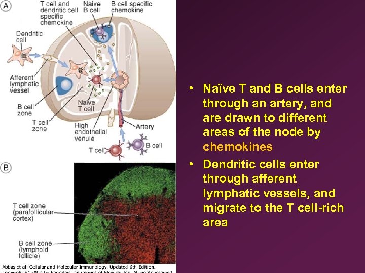  • Naïve T and B cells enter through an artery, and are drawn