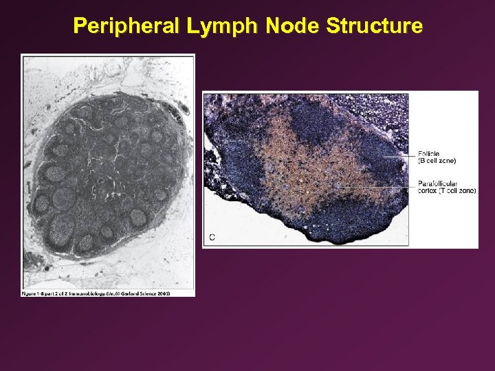 Peripheral Lymph Node Structure 