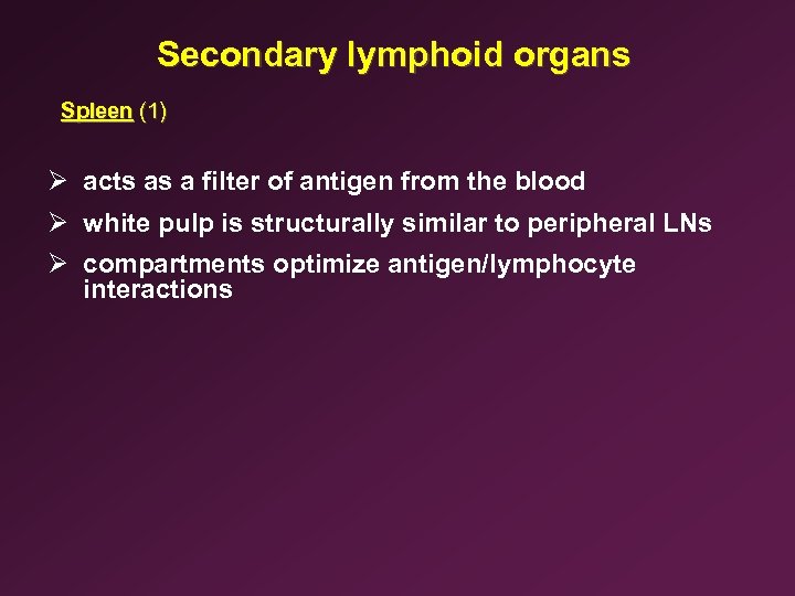 Secondary lymphoid organs Spleen (1) Ø acts as a filter of antigen from the