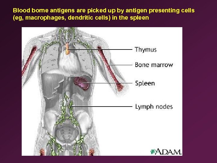 Blood borne antigens are picked up by antigen presenting cells (eg, macrophages, dendritic cells)