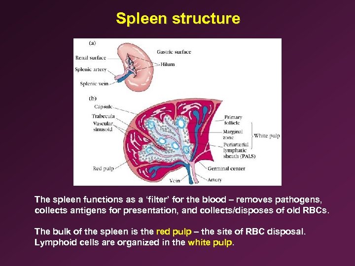 Spleen structure The spleen functions as a ‘filter’ for the blood – removes pathogens,