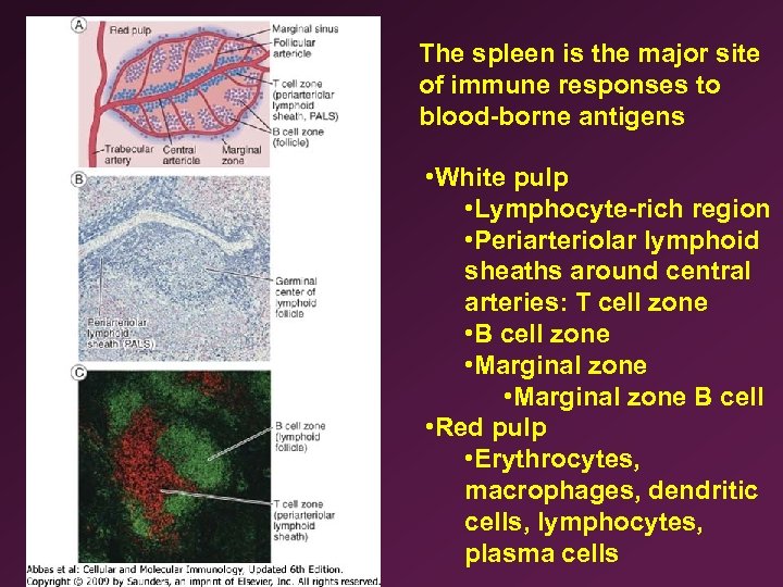 The spleen is the major site of immune responses to blood-borne antigens • White