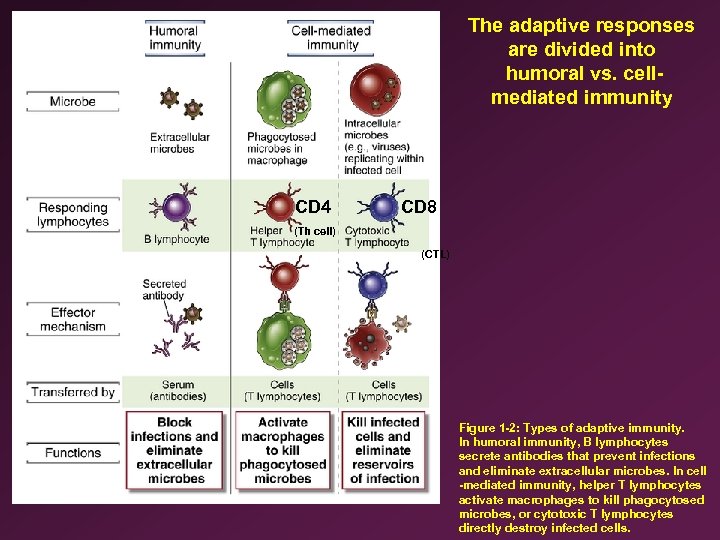 The adaptive responses are divided into humoral vs. cellmediated immunity CD 4 CD 8