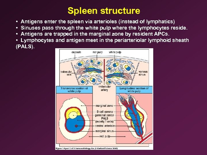 Spleen structure • Antigens enter the spleen via arterioles (instead of lymphatics) • Sinuses