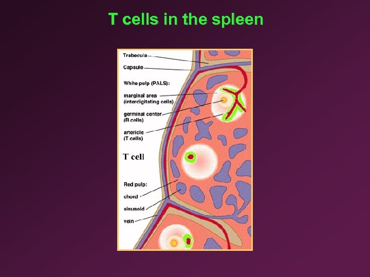 T cells in the spleen 