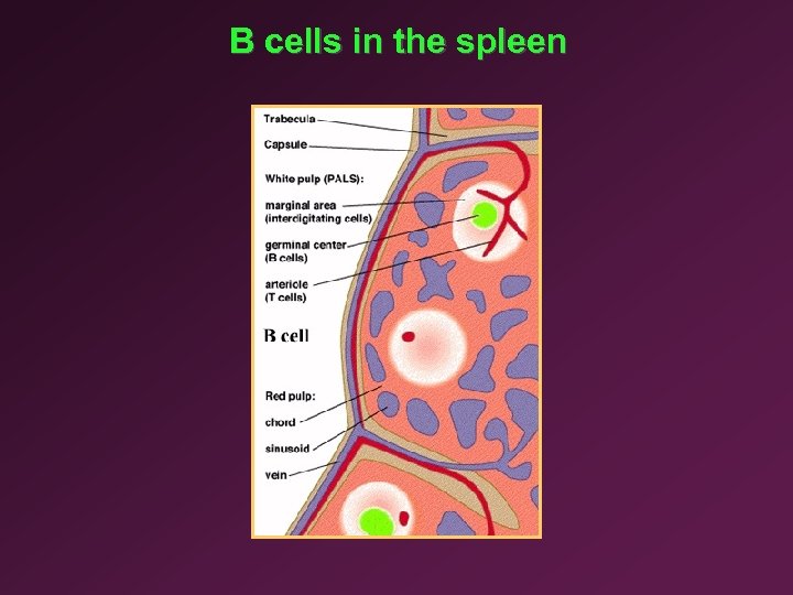 B cells in the spleen 