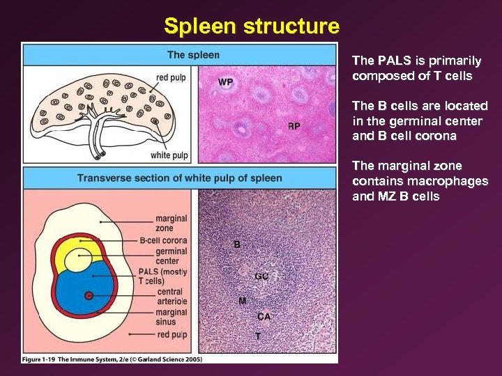 Spleen structure The PALS is primarily composed of T cells The B cells are