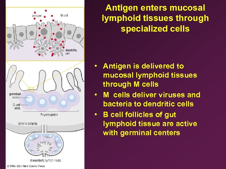 Antigen enters mucosal lymphoid tissues through specialized cells • Antigen is delivered to mucosal