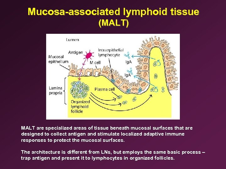 Mucosa-associated lymphoid tissue (MALT) MALT are specialized areas of tissue beneath mucosal surfaces that