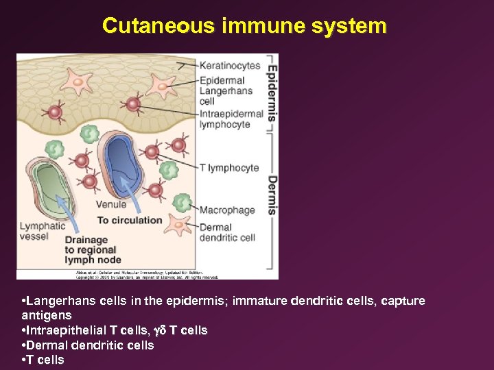 Cutaneous immune system • Langerhans cells in the epidermis; immature dendritic cells, capture antigens