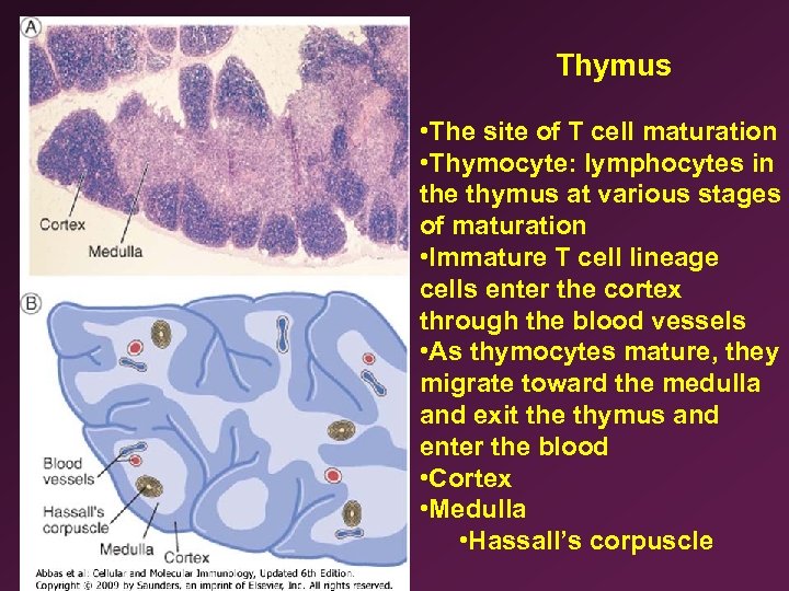  Thymus • The site of T cell maturation • Thymocyte: lymphocytes in the