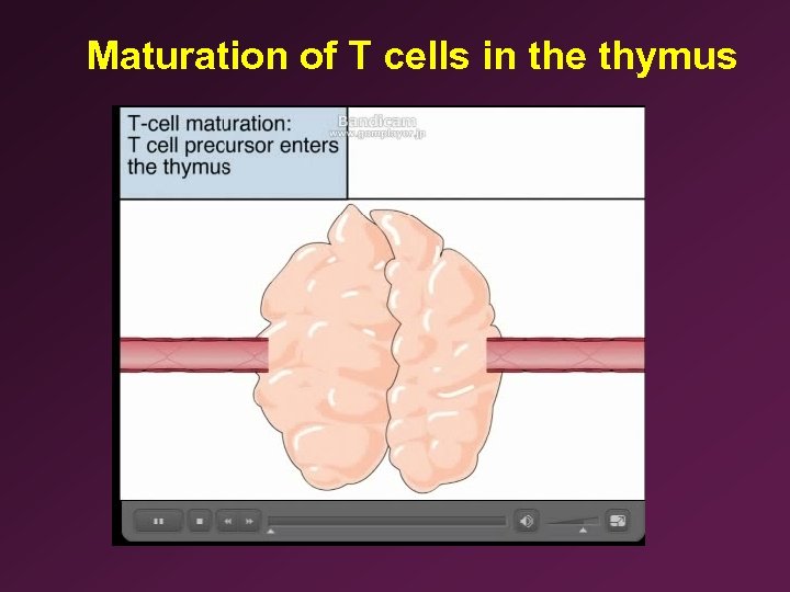 Maturation of T cells in the thymus 