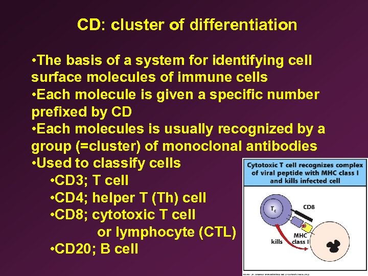 CD: cluster of differentiation • The basis of a system for identifying cell surface