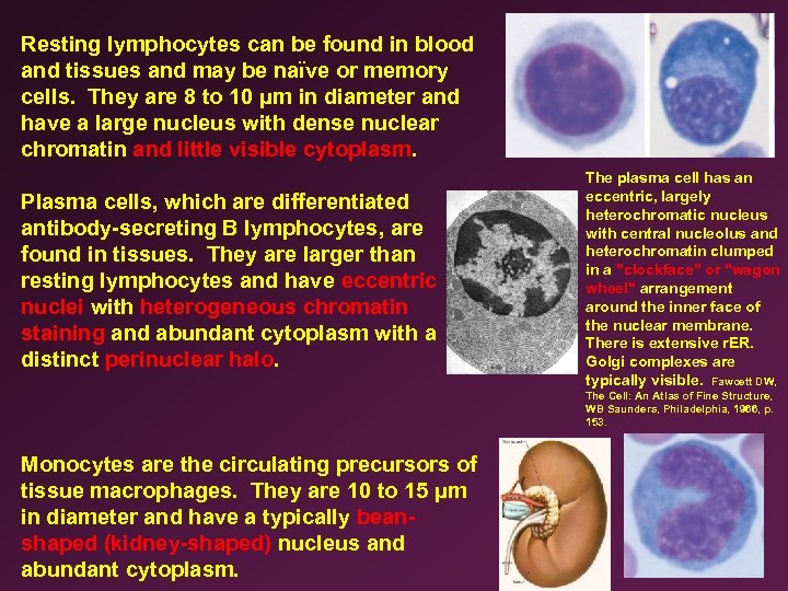 Resting lymphocytes can be found in blood and tissues and may be naïve or