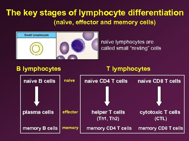 The key stages of lymphocyte differentiation (naïve, effector and memory cells) naïve lymphocytes are