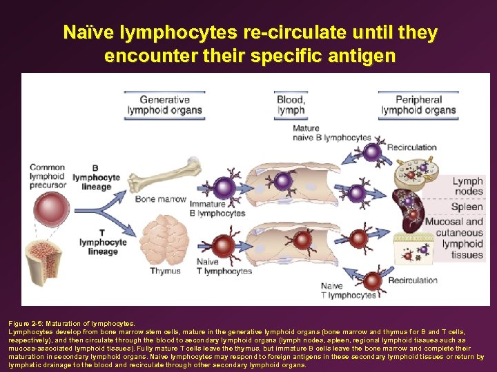 Naïve lymphocytes re-circulate until they encounter their specific antigen Figure 2 -5: Maturation of