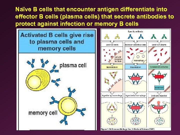 Naïve B cells that encounter antigen differentiate into effector B cells (plasma cells) that