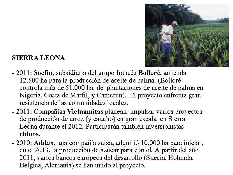 SIERRA LEONA - 2011: Socfin, subsidiaria del grupo francés Bolloré, arrienda 12. 500 ha