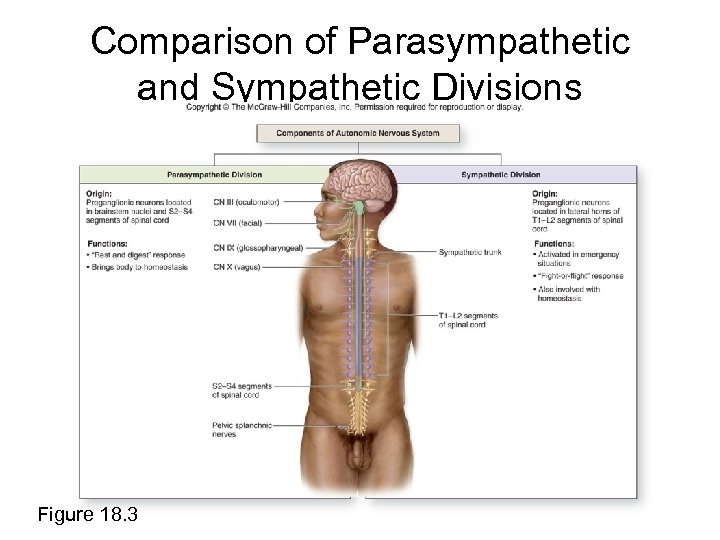 Comparison of Parasympathetic and Sympathetic Divisions Figure 18. 3 