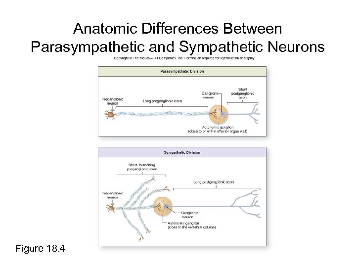 Anatomic Differences Between Parasympathetic and Sympathetic Neurons Figure 18. 4 