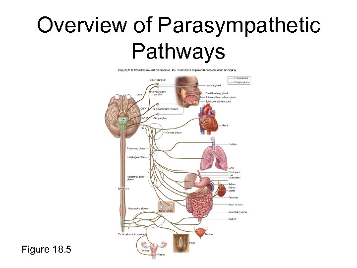 Overview of Parasympathetic Pathways Figure 18. 5 