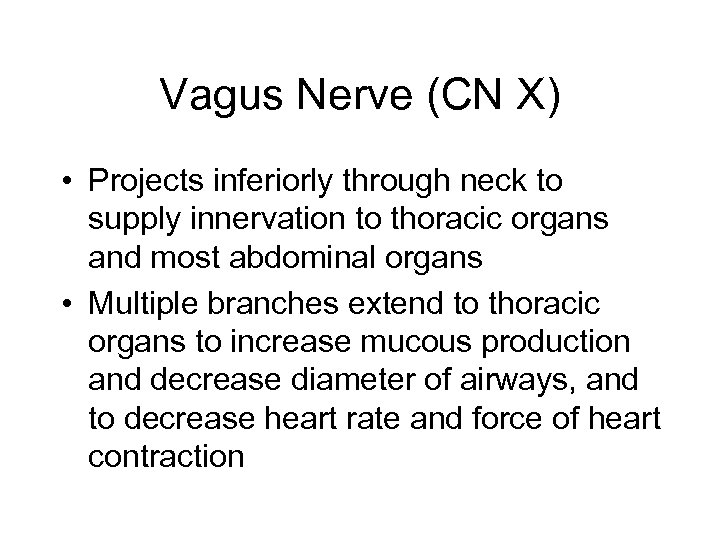 Vagus Nerve (CN X) • Projects inferiorly through neck to supply innervation to thoracic